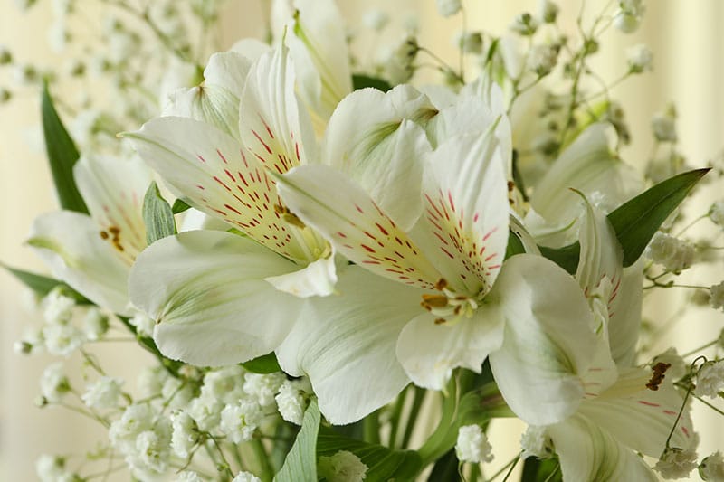 Helen-Ashmore-Funeral-Services-Blackpool